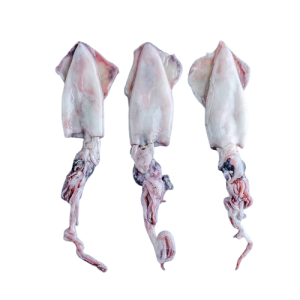 Fresh squid for sale