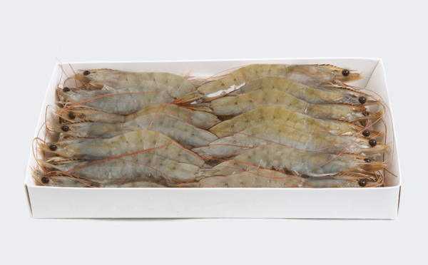 Fresh seafood for sale with premium shrimp from Santa Priscilasa